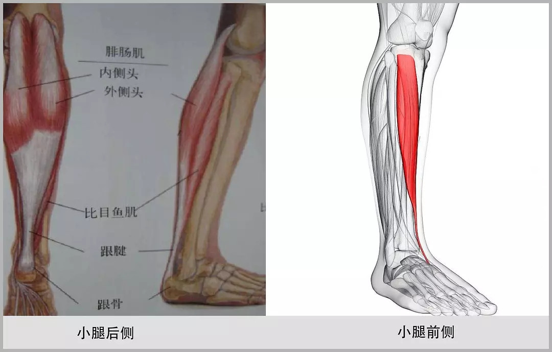 小腿肌肉标签介绍