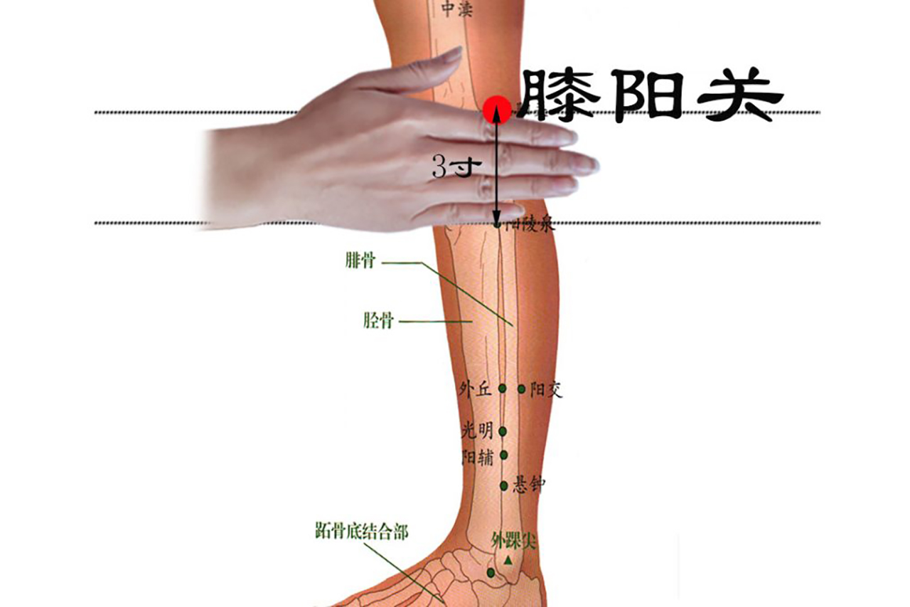 膝阳关穴 散风祛湿疏通关节 经络穴位 水葫芦健康网