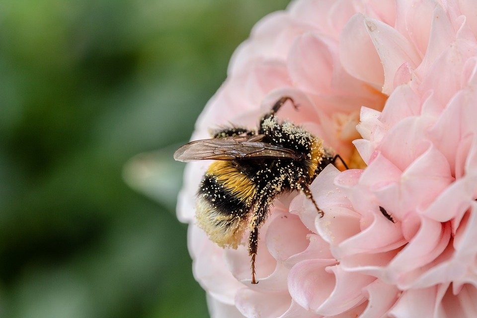 花粉过敏的症状是什么 如何治疗花粉过敏 疾病预防 水葫芦健康网